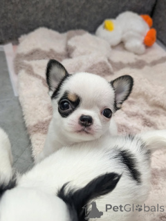 Photo №2 to announcement № 163636 for the sale of chihuahua - buy in Finland private announcement, from the shelter