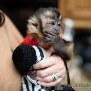 Photo №3. Capuchin monkeys available. Germany