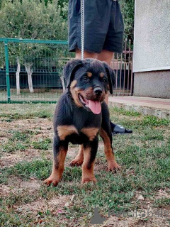 Photo №3. Rottweiler, top puppy. Serbia