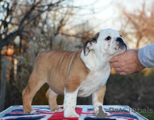 Photo №1. english bulldog - for sale in the city of Belgrade | negotiated | Announcement № 85170