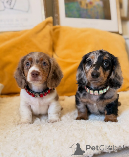 Photo №1. dachshund - for sale in the city of Osnabruk | negotiated | Announcement № 170243