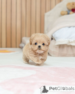 Photo №1. maltipu - for sale in the city of Berlin | negotiated | Announcement № 163588