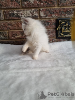 Photo №2 to announcement № 31710 for the sale of ragdoll - buy in Ukraine from nursery, breeder