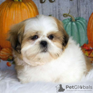 Photo №2 to announcement № 99459 for the sale of shih tzu - buy in Germany private announcement, from nursery, from the shelter