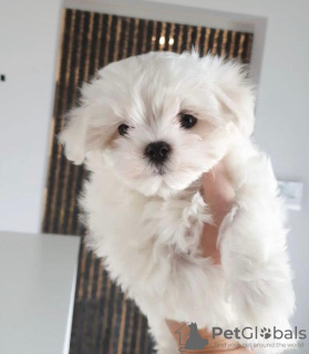 Photo №1. maltese dog - for sale in the city of Brussels | negotiated | Announcement № 40428