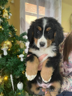 Photo №1. bernese mountain dog - for sale in the city of Bocar | negotiated | Announcement № 84404