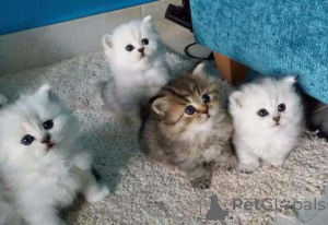 Photo №1. persian cat - for sale in the city of Bietigheim-Bissingen | Is free | Announcement № 144931