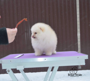Photo №2 to announcement № 3919 for the sale of pomeranian - buy in Russian Federation from nursery