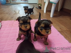 Photo №1. yorkshire terrier - for sale in the city of Ramstein-Miesenbach | 578$ | Announcement № 166051