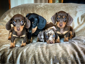 Photo №1. dachshund - for sale in the city of Дублин | Is free | Announcement № 124153