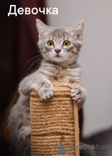 Photo №2 to announcement № 150194 for the sale of domestic cat - buy in Russian Federation private announcement