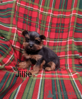 Photo №2 to announcement № 63840 for the sale of yorkshire terrier - buy in Germany 