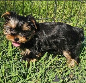 Photo №1. yorkshire terrier - for sale in the city of Berlin | 753$ | Announcement № 137953