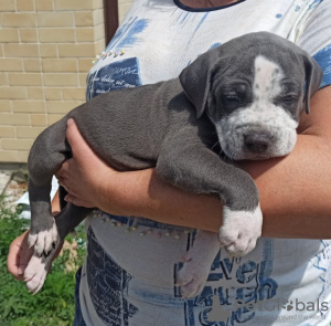 Photo №1. american bully - for sale in the city of Novorossiysk | negotiated | Announcement № 55297