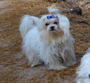 Photo №3. Maltese club KSU FCI is for sale in conjunction with the exit beyond the. Ukraine