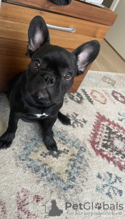 Photo №2 to announcement № 70201 for the sale of french bulldog - buy in Finland private announcement