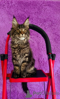 Photo №3. Maine Coon kittens. Russian Federation