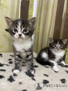 Photo №2. Hotel for animals in Russian Federation. Price - 5$. Announcement № 135186