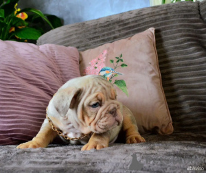 Photo №3. English Bulldog puppy. Germany