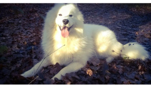 Photo №1. samoyed dog - for sale in the city of Pollestres | 1530$ | Announcement № 1025