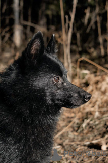 Photo №3. Schipperke Venya is looking for a home.. Russian Federation