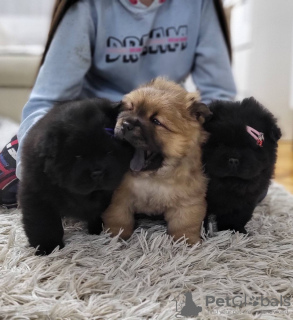 Additional photos: Chow Chow Male Puppies For Sale!