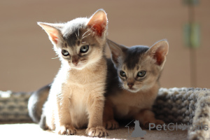 Photo №3. Abyssinian kittens. Belarus