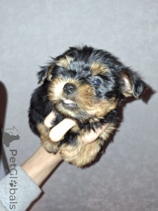Photo №3. Purebred Yorkshire Terrier puppies. Estonia