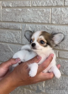 Photo №2 to announcement № 169840 for the sale of chihuahua - buy in Germany breeder