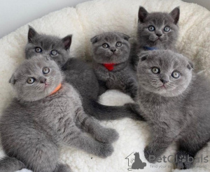 Photo №1. scottish fold - for sale in the city of Афины | negotiated | Announcement № 92624