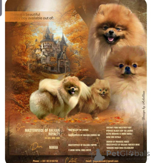 Photo №1. pomeranian - for sale in the city of Belgrade | negotiated | Announcement № 159060