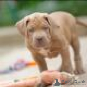 Photo №1. american bully - for sale in the city of Jessen | Is free | Announcement № 128428