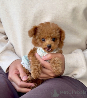 Photo №3. Male poodle. Germany