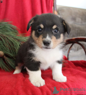 Photo №2 to announcement № 63528 for the sale of welsh corgi - buy in United States 
