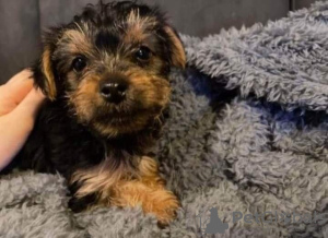 Photo №2 to announcement № 85078 for the sale of yorkshire terrier - buy in Slovakia private announcement