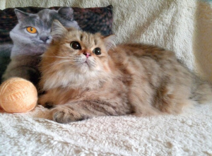 Photo №2 to announcement № 5822 for the sale of british longhair - buy in Russian Federation from nursery, breeder