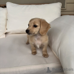 Photo №2 to announcement № 163519 for the sale of dachshund - buy in Germany private announcement