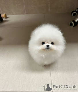 Photo №2 to announcement № 147256 for the sale of pomeranian - buy in Bulgaria breeder