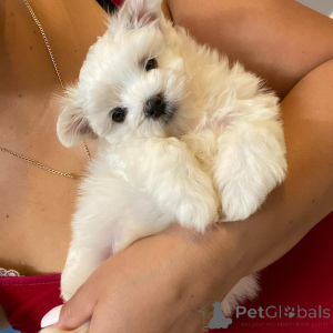 Photo №2 to announcement № 171764 for the sale of maltese dog - buy in Denmark private announcement