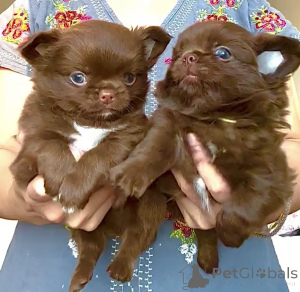 Photo №1. chihuahua - for sale in the city of Aizlingen | negotiated | Announcement № 159560