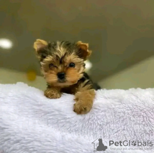 Photo №2 to announcement № 123114 for the sale of yorkshire terrier - buy in United States breeder