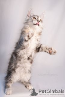 Photo №2 to announcement № 76773 for the sale of maine coon - buy in Kazakhstan from nursery