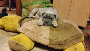 Additional photos: puppies cane corso