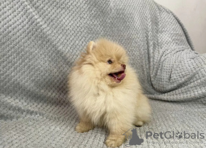 Additional photos: pomeranian puppies