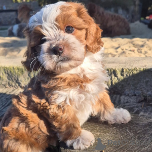 Photo №1. havanese dog - for sale in the city of Giannitsa | negotiated | Announcement № 170479