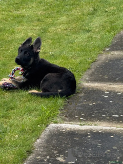 Photo №2 to announcement № 175727 for the sale of german shepherd - buy in Germany private announcement