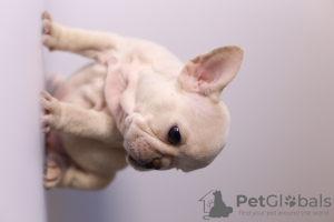 Photo №4. I will sell french bulldog in the city of Stavropol. breeder - price - 1$