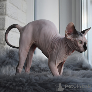 Photo №4. I will sell sphynx cat in the city of Simferopol. from nursery - price - 501$
