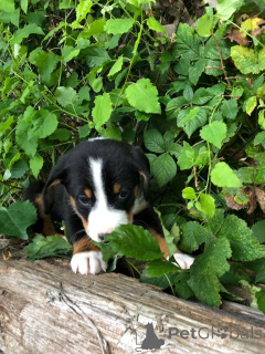 Photo №2 to announcement № 147550 for the sale of appenzeller sennenhund - buy in Germany 