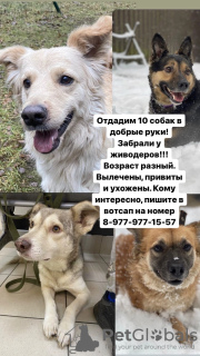 Photo №1. non-pedigree dogs - for sale in the city of Москва | Is free | Announcement № 19285